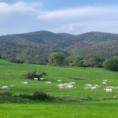 Fattoria Tolomei Campagnatico 外观 照片