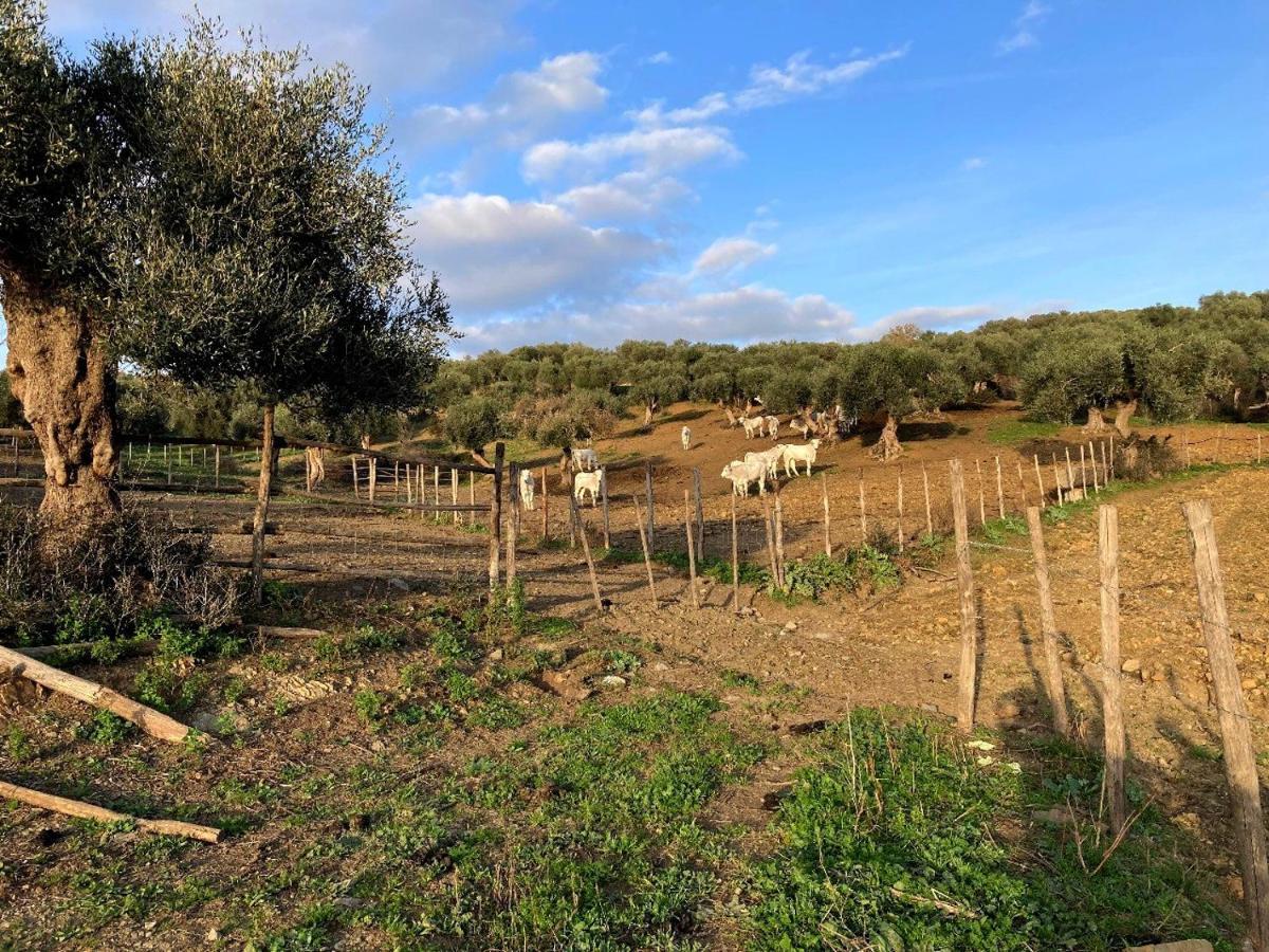 Fattoria Tolomei Campagnatico 外观 照片