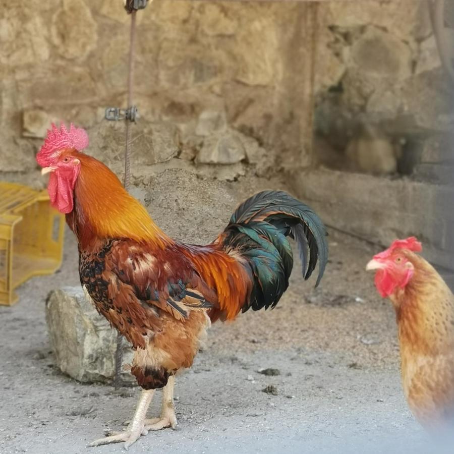 Fattoria Tolomei Campagnatico 外观 照片