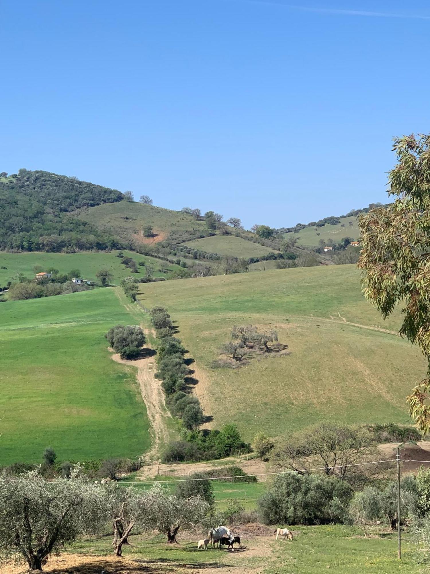 Fattoria Tolomei Campagnatico 外观 照片