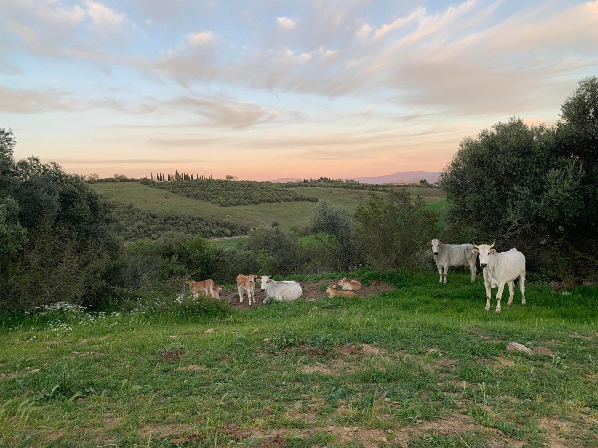 Fattoria Tolomei Campagnatico 外观 照片